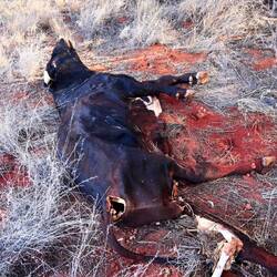 Leider nicht die Einzige, die man am Straßenrand findet... 🙈