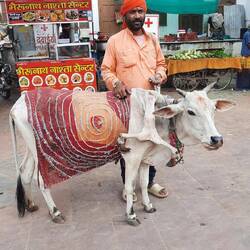 Die heilige Kuh mit 3. Bein