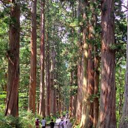Avenue of cedar