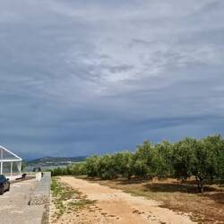 Monterosso Oliven und wir stehen mittendrin