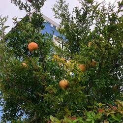 Granatapfel