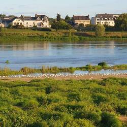 Vogelnistplatz an der Loire