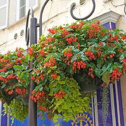 üppiger Blumenschmuck an beinahe jeder Laterne