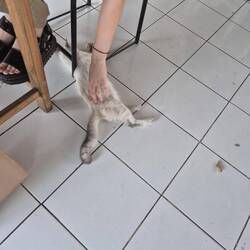 😼