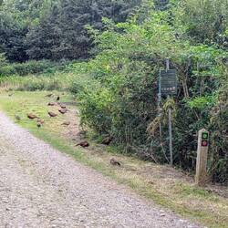 Fasanentreffen ,😉