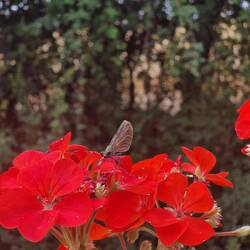 This damselfly seemed to like our geraniums.