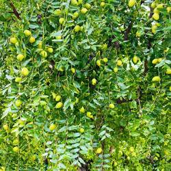 Hier reifen die chinesischen Datteln