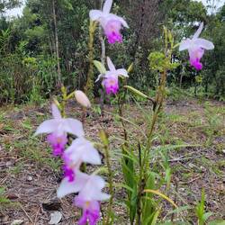 Wilde Orchideen