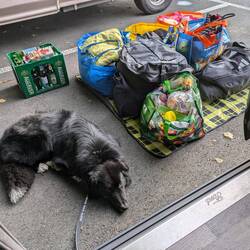 Loki bewacht unser Gepäck (macht er sehr gut!)