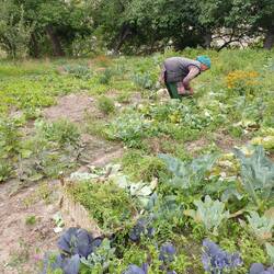 Weeding the garden