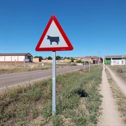 Not so happy cow...she is not dancing or smiling