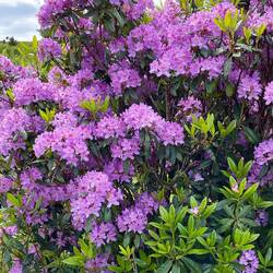 Rhododendron