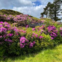 Rhododendron