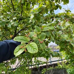 Cotoneaster