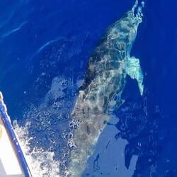 Un dauphin vient nous dire bonjour. Un moment magique