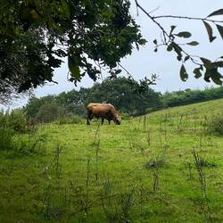 I had to cross the meadow past this big animal