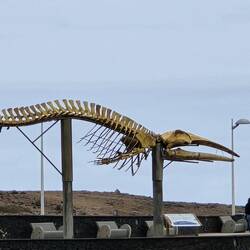 harte Zeiten für Fische in Los Silos