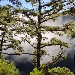 Langsam dringt die Wolke vor...
