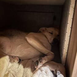 Völlig erledigt 🐶