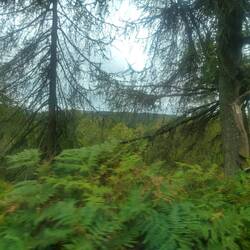 The wooded areas were lush and green.