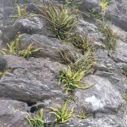 These ferns were growing out of the walls of the chapel.