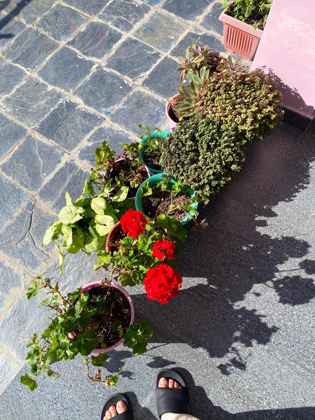 המרפסת בדרמקוט