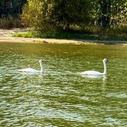 James saw swans while we were gone