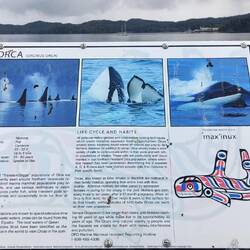 Orca info