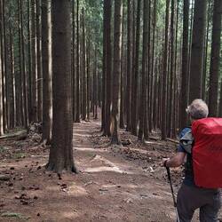 Dann durch den Streichholzwald