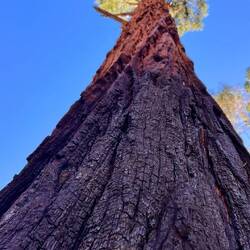 Leben und Tod, unten verbrannt, oben grün.
