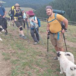 Viele kleine und große Schäferhunde auf dem Weg