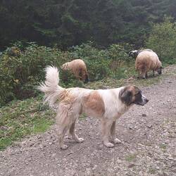 Wer is größer der Hund oder das Schaf?