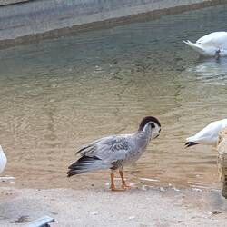 Bis Martini gibt's noch gutes Futter