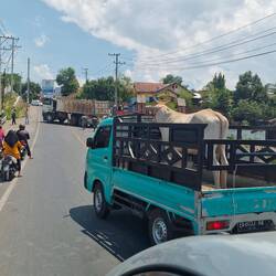 Oh and a cow on a truck 🤣
