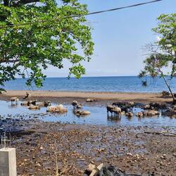Wallowing right next to the sea