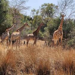 Giraffe Sighting on Ride In