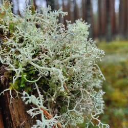 Buchstabe 1 Kästchen 7 ( Singular)