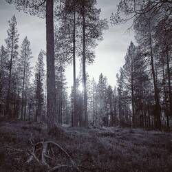 Im Blaubeerenwald🙌