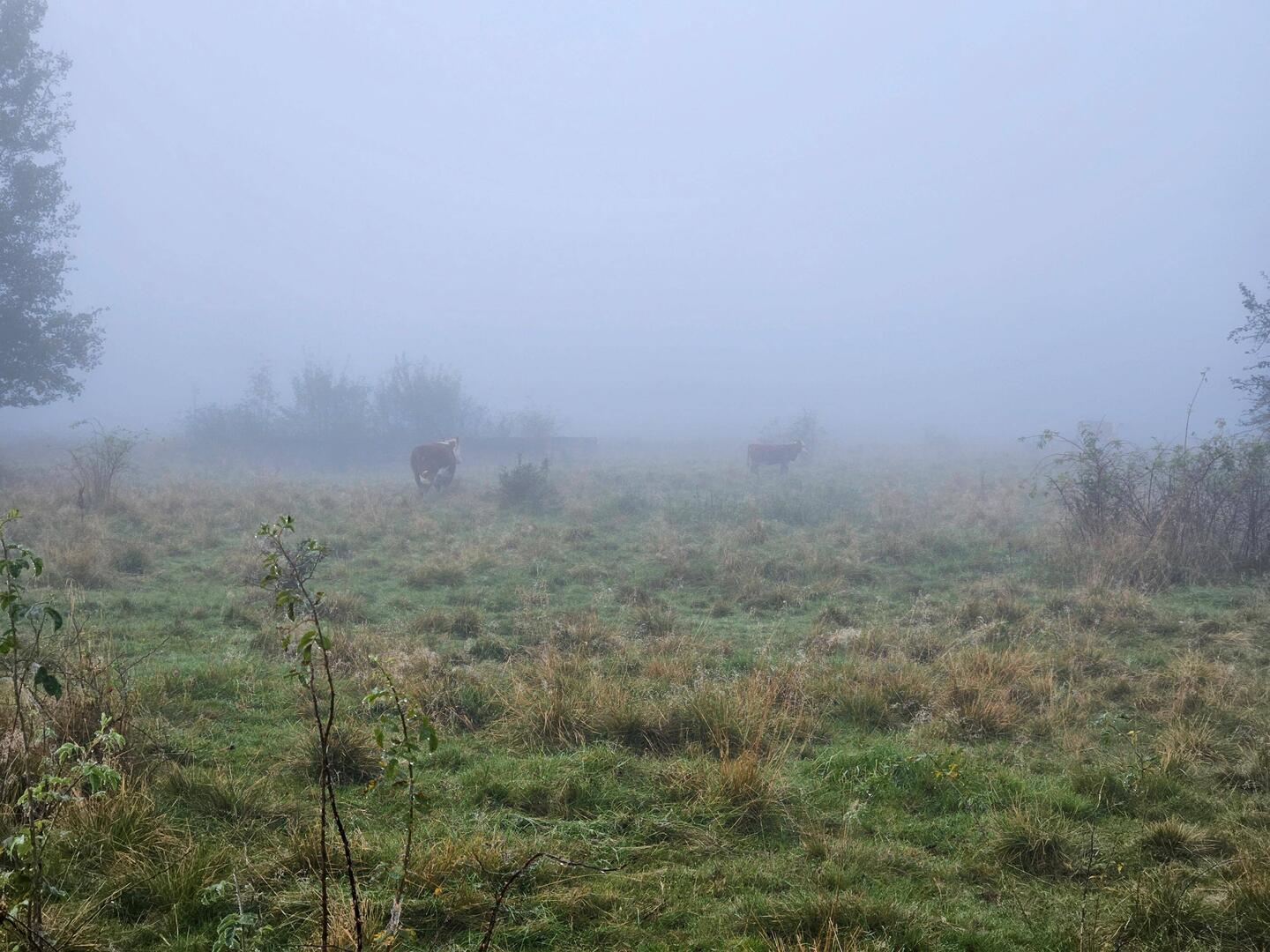 Cows appear