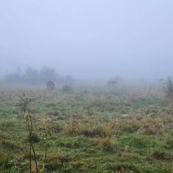 Cows appear