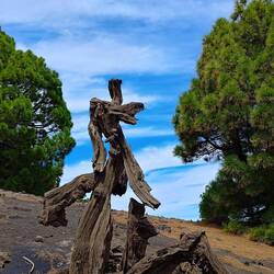 Baumbarts Gerippe? 😱