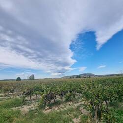 Côtes du Rhône-Wygebiet