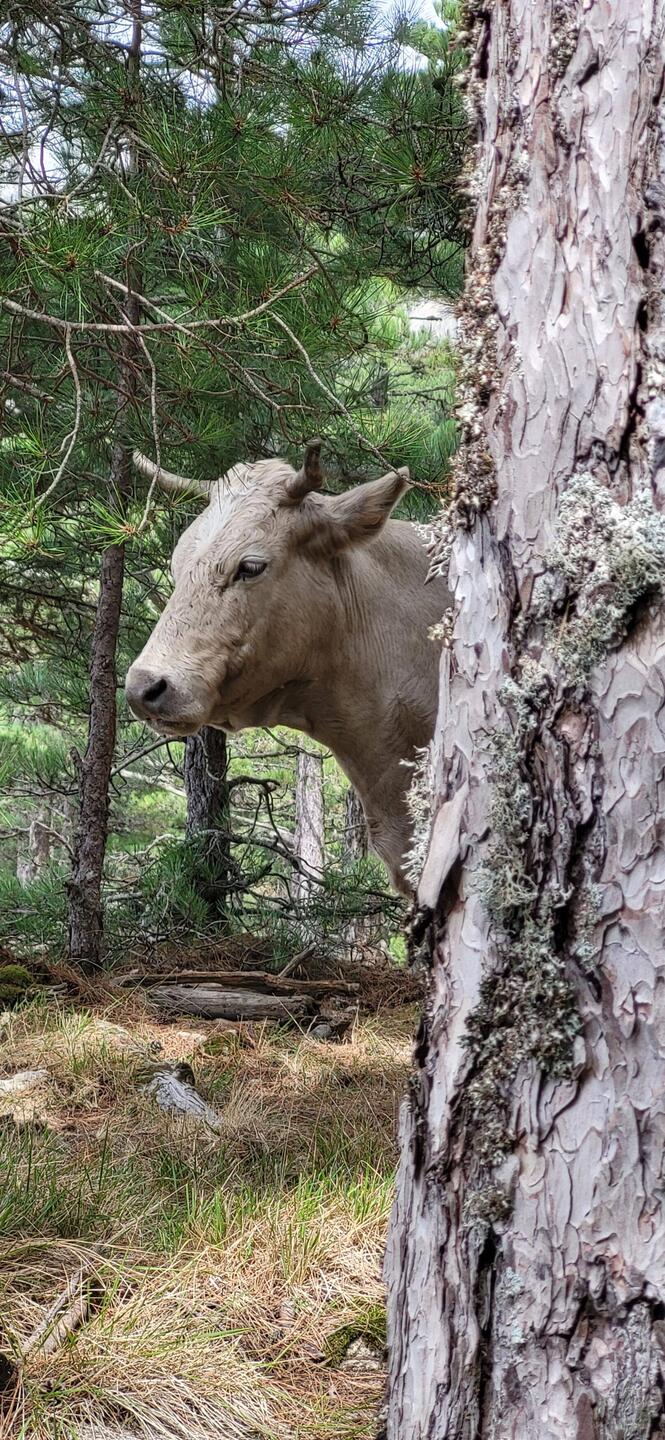 Kühe auf dem Wanderweg.