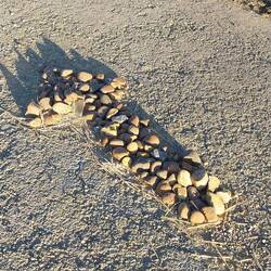 Many arrows in a spot where there wasn't any option...guess they were tired of walking on rocks