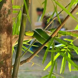 Weisslippen-Bambusottern