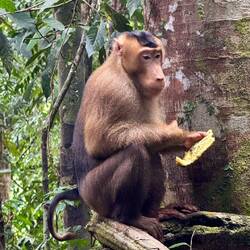 Südlichen Schweineschwanz-Makake