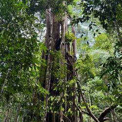 Gusung Leuser Nationalpark
