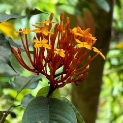 Gusung Leuser Nationalpark