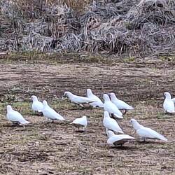 Kakadus😊.....sind sehr laut😉
