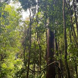 Gusung Leusur Nationalpark